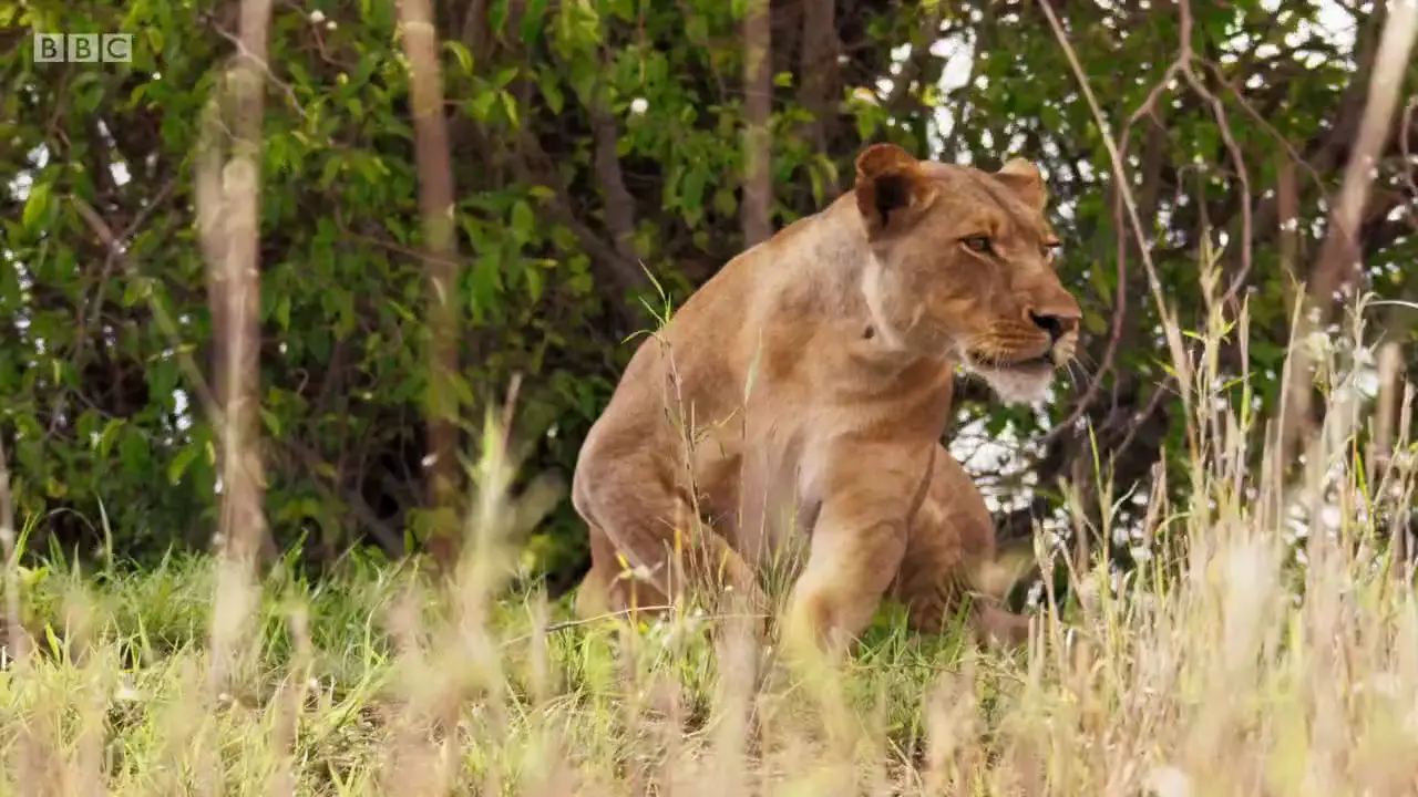 Lion (Panthera leo melanochaita) as shown in The Mating Game - Freshwater: Timing is Everything